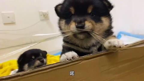 带你吃瓜柴犬,带你领略“带你吃瓜柴犬”的萌趣魅力