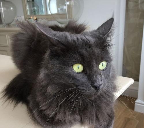 吃瓜猫咪搞笑视频,萌态百出笑翻网友