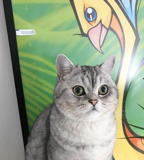 吃瓜猫咪搞笑视频,萌态百出笑翻网友