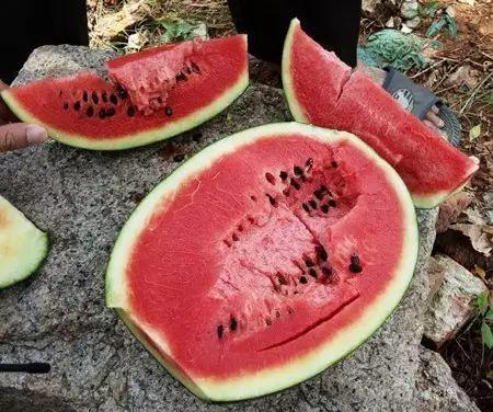 吃不干净的红瓜会中毒吗,警惕中毒隐患