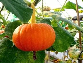 南瓜种子吃瓜花,一场自然的奇妙之旅