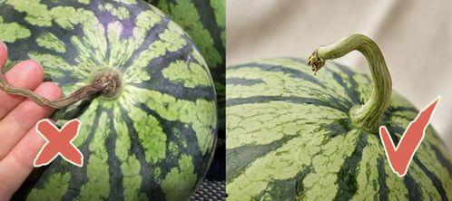 吃瓜王星,娱乐圈幕后风云大揭秘