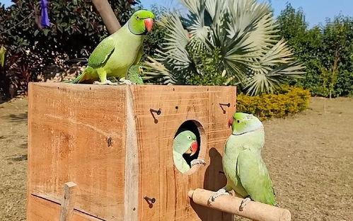 什么鸟可以吃瓜,揭秘哪些鸟类是瓜田里的“美食家”