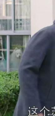 韩剧吃瓜群众吵架视频,火爆场面引热议