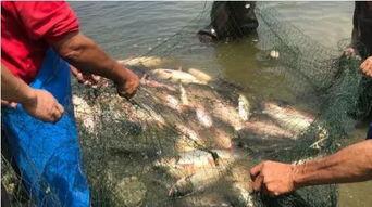 仰泳鱼带你吃瓜,揭秘美食背后的故事