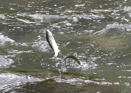 仰泳鱼带你吃瓜,揭秘美食背后的故事
