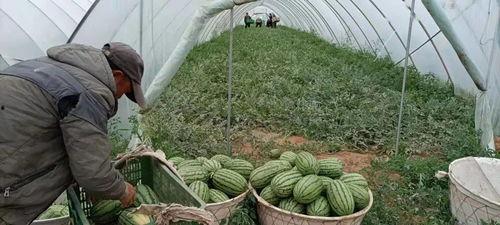 吃瓜蒙古,揭秘草原上的美食传奇