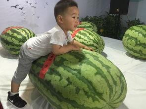 吃瓜事件西宁,揭秘背后真相与网络舆论风暴