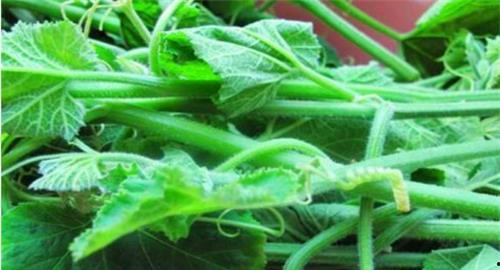 油管怎么吃瓜,轻松掌握热门视频解析技巧