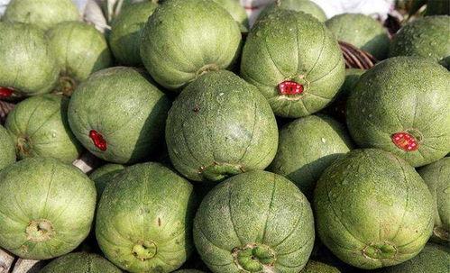 吃有营养的瓜,探寻健康美味的瓜类美食之旅