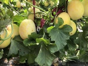 界首吃瓜事件照片,一场引发热议的网络狂欢