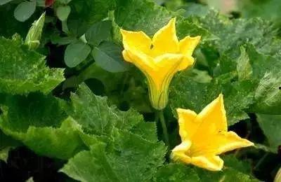 吃瓜摘花 世初,吃瓜摘花，探寻神秘起源之谜