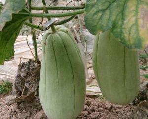 梦见吃青皮脆瓜,青皮脆瓜的奇幻之旅