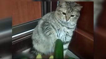 小猫可以吃薯瓜吗