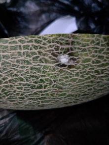 波斯蜜瓜怎么吃