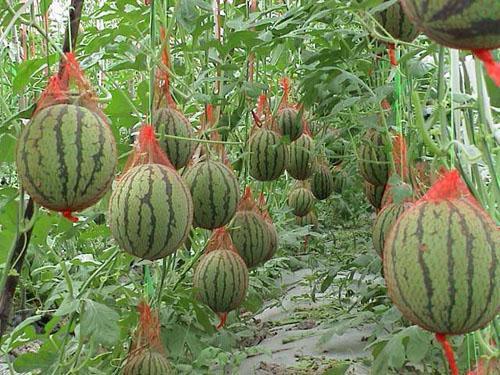 吃瓜不是瓜吃瓜,一场关于网络热语的趣味探讨