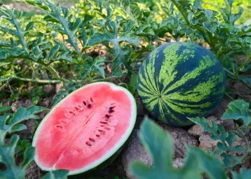 吃瓜河南,揭秘当地特色美食与民俗风情