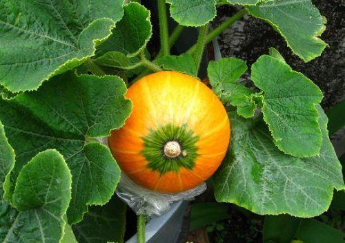 哺乳期可以吃蜜瓜吗