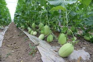 三郎吃瓜,三郎的瓜田奇遇记