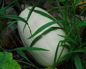 牧满吃瓜,揭秘娱乐圈背后的那些事儿